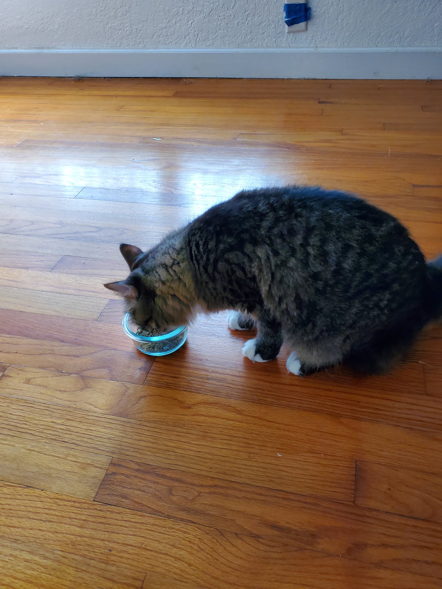 Catnip and Valerian Root mix