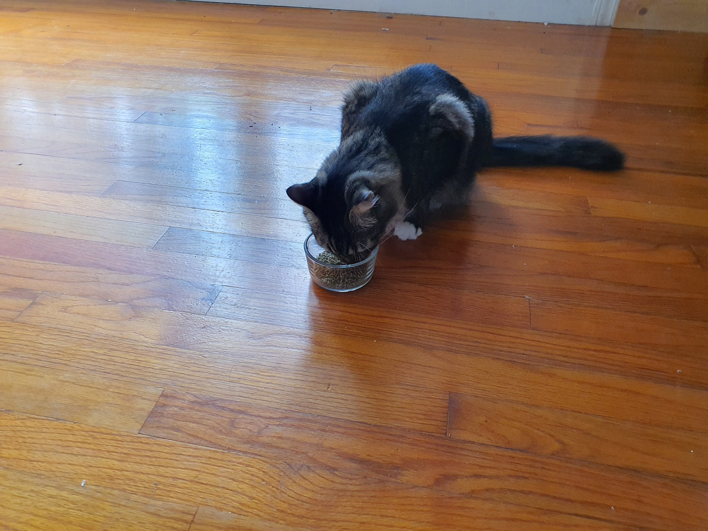 Catnip and Valerian Root mix